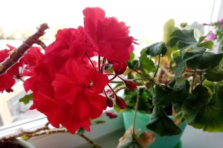 Чтобы обеспечить герани пышное цветение, нужно знать простое правило – и вашим цветам обзавидуются соседи