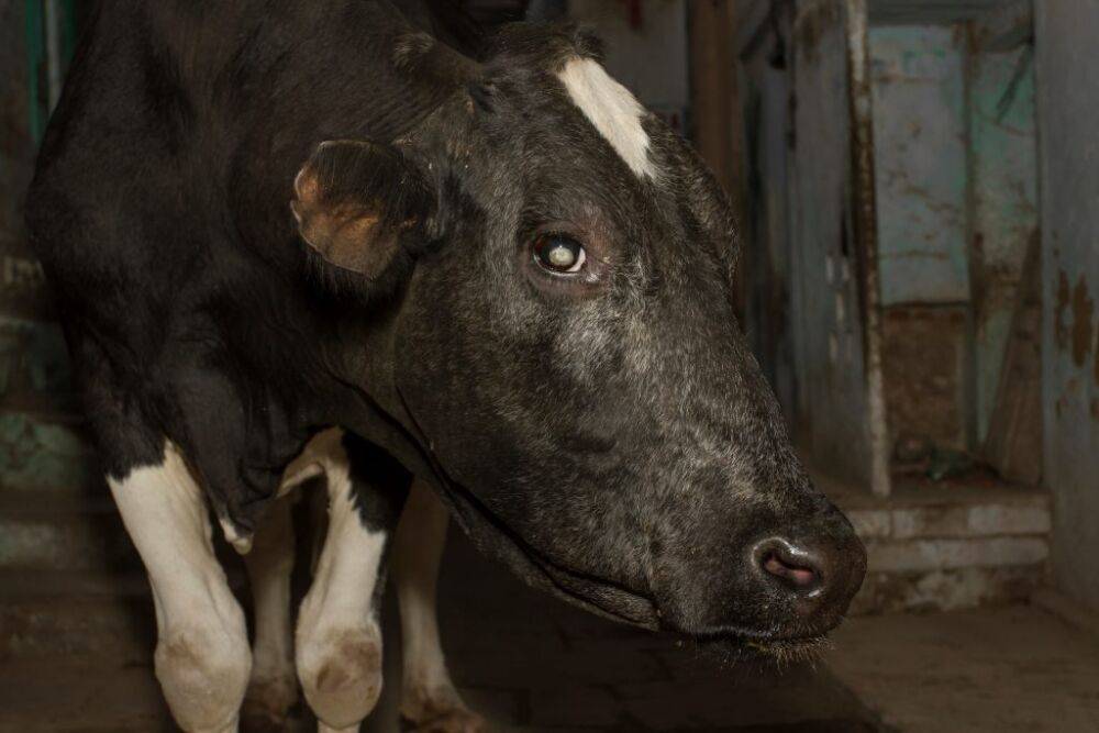 Бельмо на глазу у коровы: лечение и профилактика