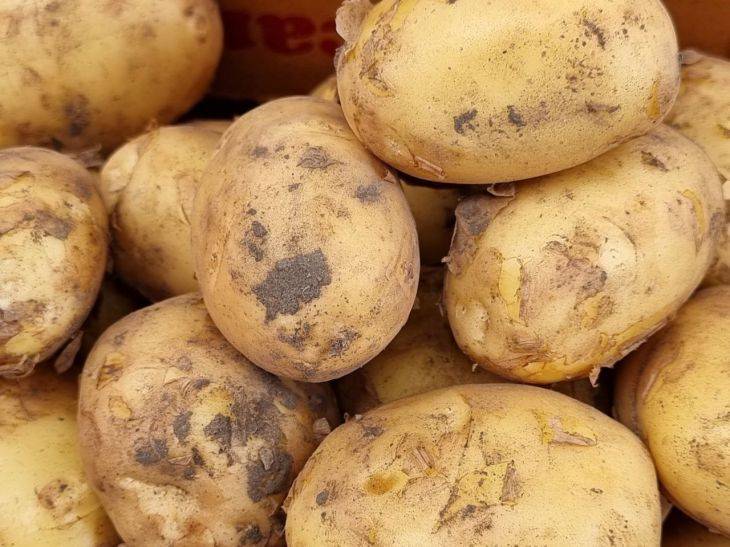 Метод двойной выкопки картофеля – ботву сажаем повторно, урожай увеличится, а мелких клубней не будет