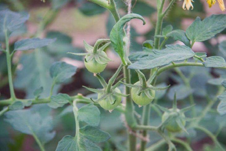 Ускоряем созревание томатов без всякой химии: 5 простых способов опытных огородников, о которых не все еще знают