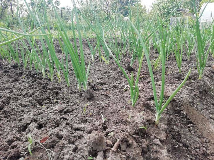Что посадить после лука и чеснока: сидерат, который повысит плодородие любой почвы