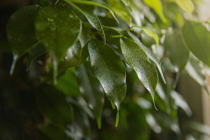 7 секретов ухода за фикусами: гости будут завистливо вздыхать при виде роскошного растения