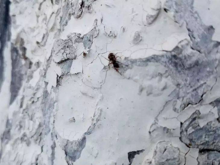 Универсальное бабушкино средство от муравьев в огороде: быстро исчезнут и не вернутся