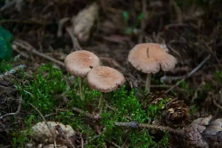 Как избавиться от ненужных грибов на огороде, которым вы не рады: знает не каждый