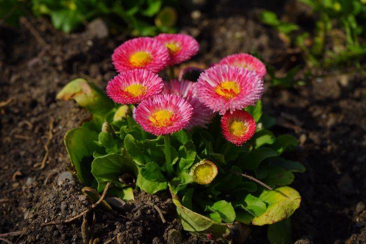 Как продлить цветение многолетних маргариток и другие секреты ухода за растением от профессионального цветовода