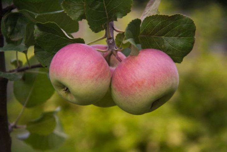 Почему яблоки выросли мелкими: что не так сделал дачник
