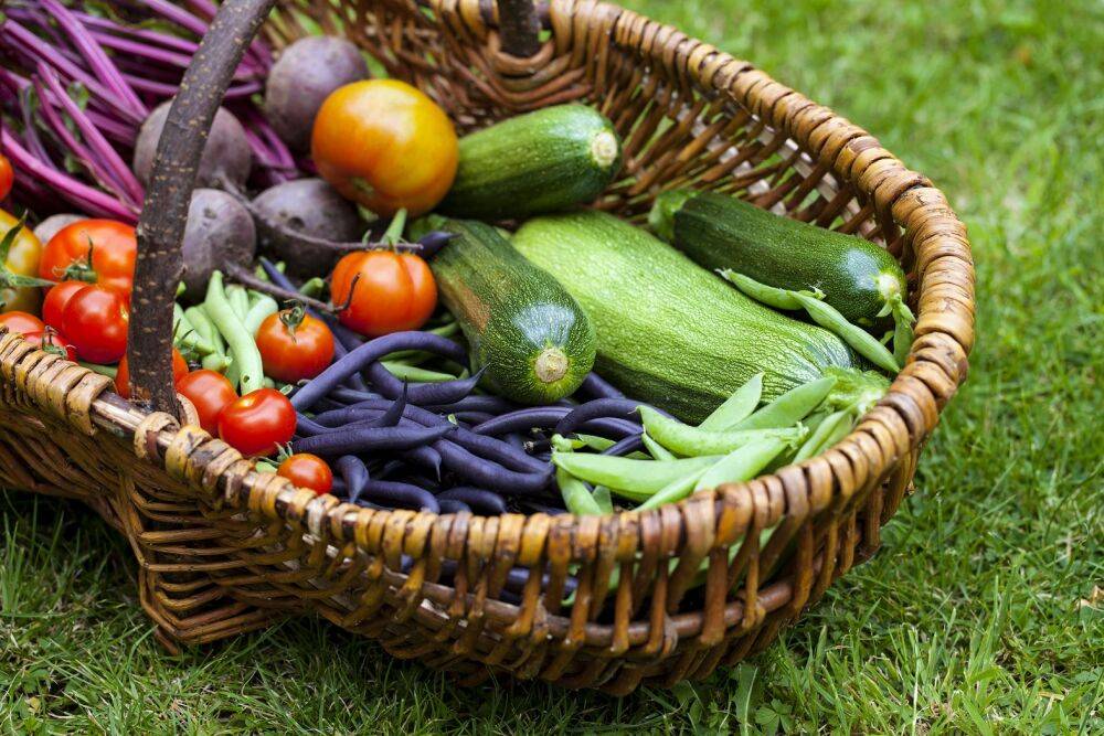 Как продлить плодоношение овощных культур
