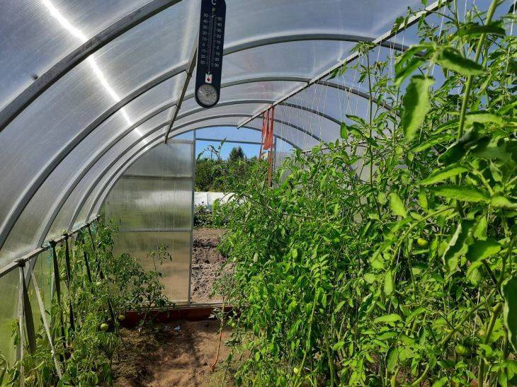 Какие сидераты можно посеять в теплице после помидоров: оздоровление и восстановление почвы к новому сезону