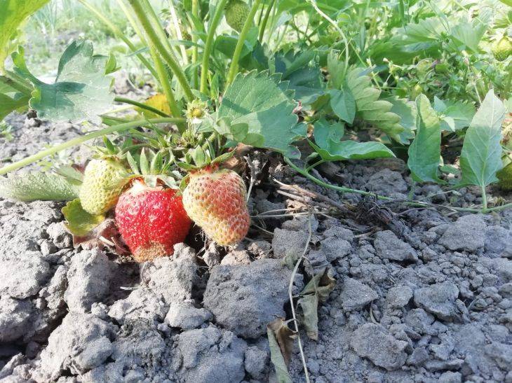 Что нужно посеять в междурядьях клубники, чтобы собрать богатый урожай ягод: не все дачники знают