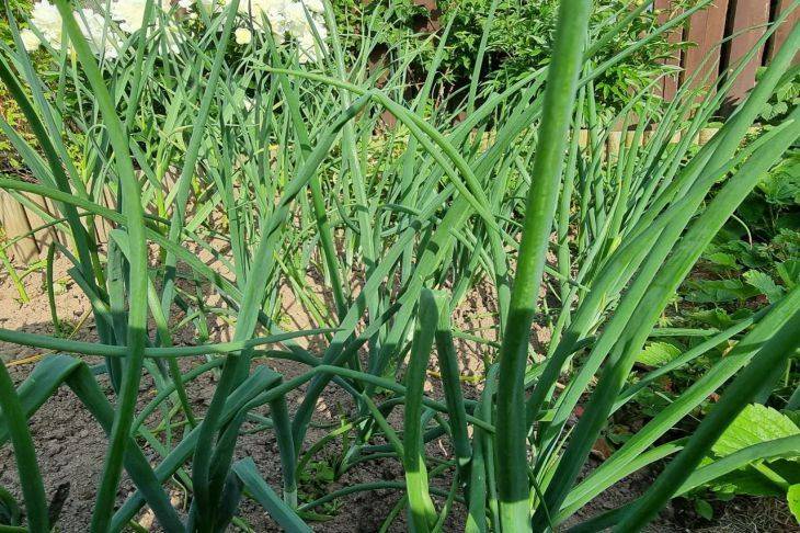 Каким должен быть посадочный материал при выращивании озимого лука: 2 главных требования