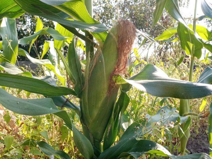 Почему опытные огородники не выбрасывают остатки растительности после уборки кукурузы