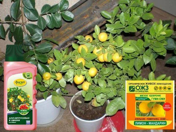 Когда и чем подкармливать домашний лимон: подходящие удобрения