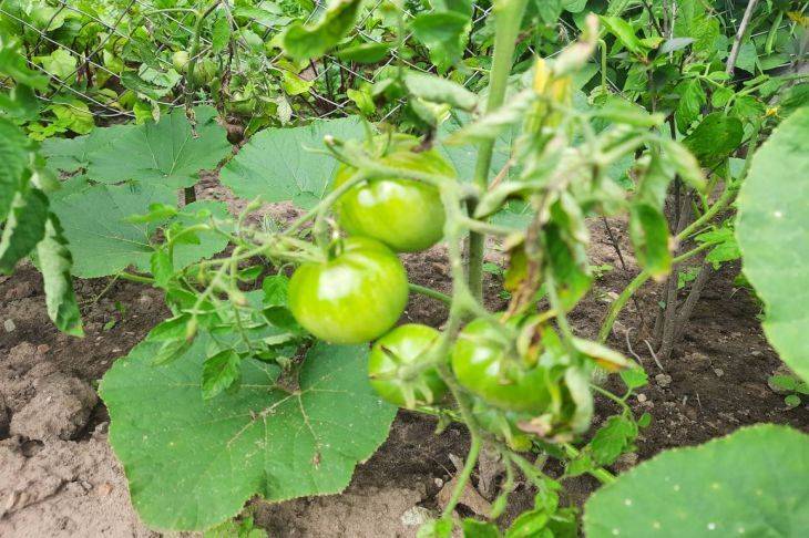 Что делать в случае заражения томатов белой гнилью: знания, которые никогда не устареют