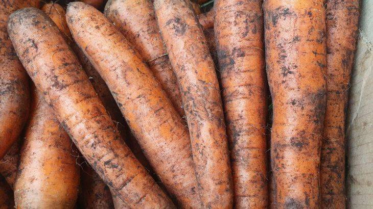 Как приготовить грядки для посадки моркови «под зиму»: 3 правила