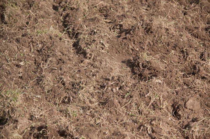Как приготовить натуральный раствор для обработки почвы после огурцов и помидоров: погибают все патогены