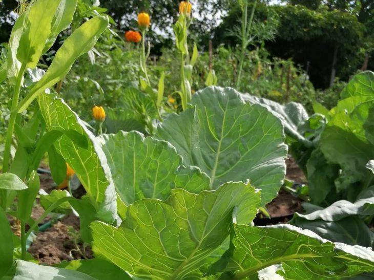 Как подготовить капусту к хранению:5 правил, которых следует придерживаться во время уборки урожая
