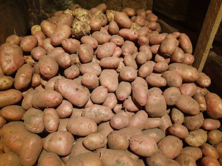 Почему у агрономов картофель не болеет паршой? Они знают секрет