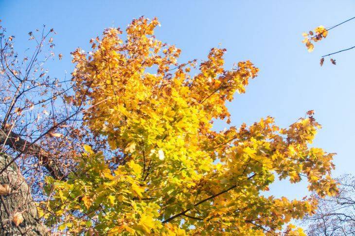 Чем стоит заняться в саду после опадения листьев: деревья подают сигнал