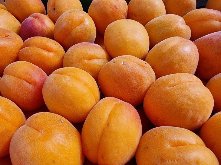 6 дел с абрикосами, которые помогут увеличить урожай в 2 раза: правила опытных дачников