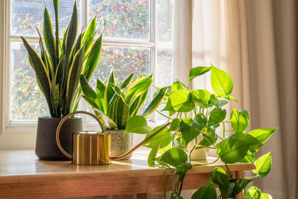 4 ошибки, которые губят ваши комнатные растения