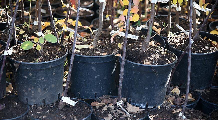 Можно ли осенью сажать саженцы плодовых и декоративных деревьев и кустарников