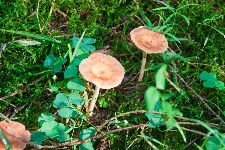 Что делать, если на участке пошли расти грибы: когда поганки можно оставить