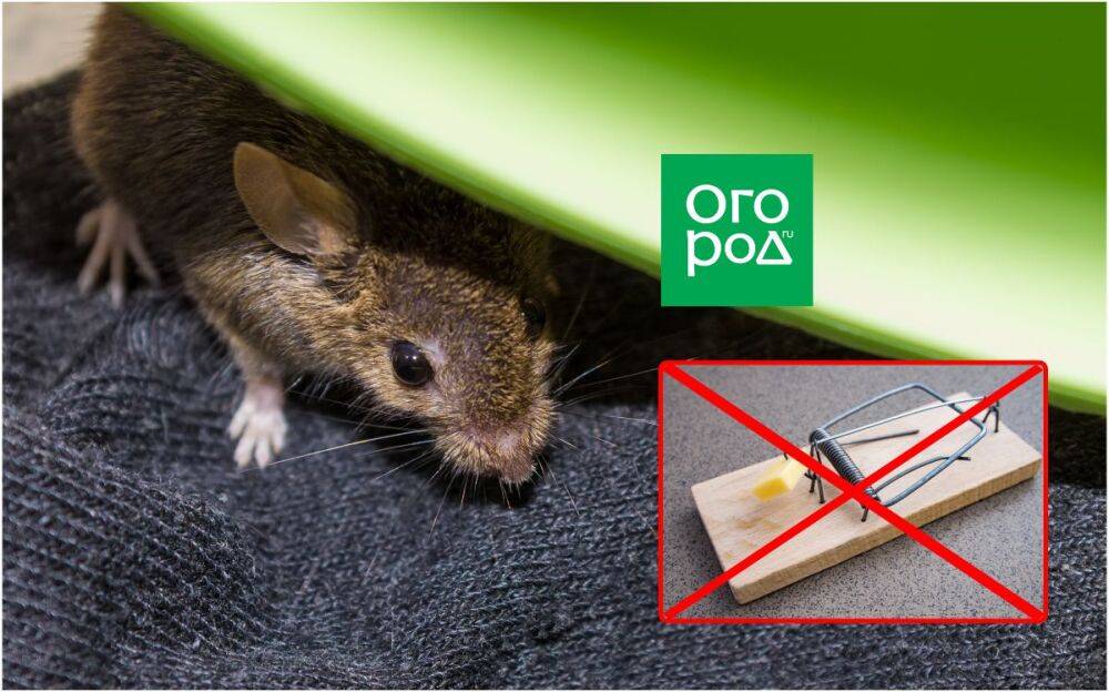 5 гуманных способов прогнать мышей с дачи