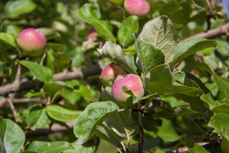 Какая подкормка яблонь осенью позволит получить отменный урожай в следующем сезоне