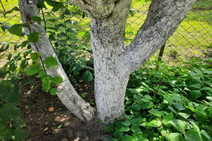 Особый рецепт осенней побелки для садовых деревьев: стойкая, питательная и не облазит после первой оттепели