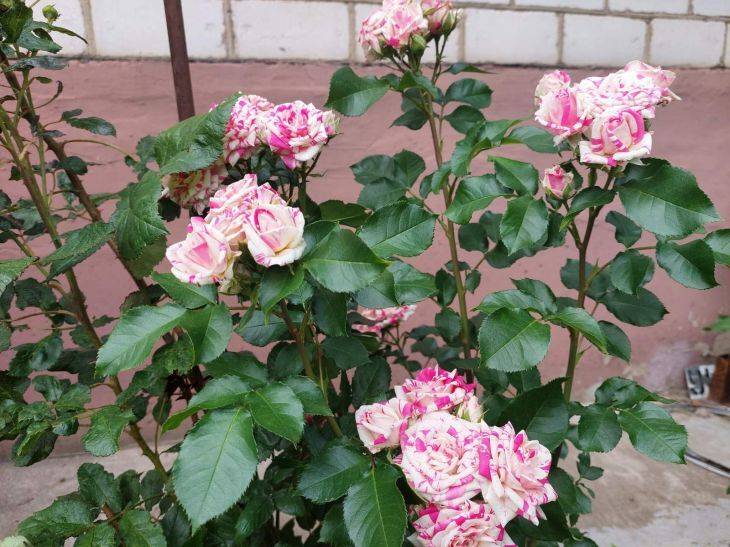 Осенний уход за розами: 8 вещей, которые делать нельзя
