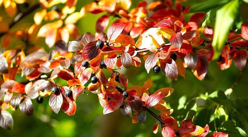 Кизильник - один из самых красивых кустарников для осеннего сада