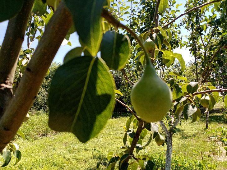 Что делать, если груша чернеет на дереве: борьба с плодовой гнилью