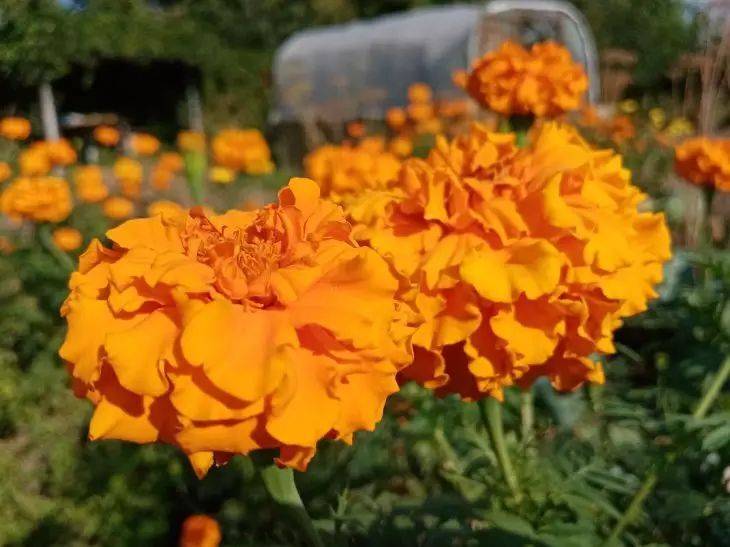 3 популярных садовых цветка, которые не требуют особого ухода: красиво цветут весь сезон