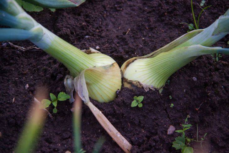 5 причин, из-за которых лук гниет прямо на грядке: узнайте, что мешает получить хороший урожай