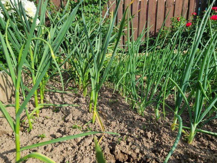 Можно ли вырастить лук из семян: пошаговая инструкция от опытных дачников