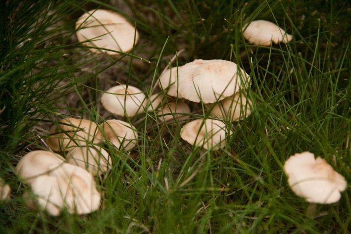 Что делать, если на участке пошли расти поганки: нужно ли избавляться от грибов