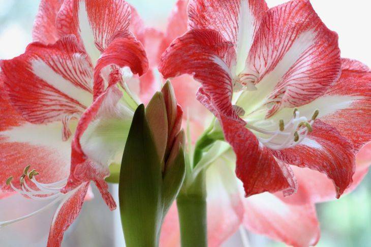 Как ухаживать за амариллисом во время цветения: растение нуждается в бережном отношении