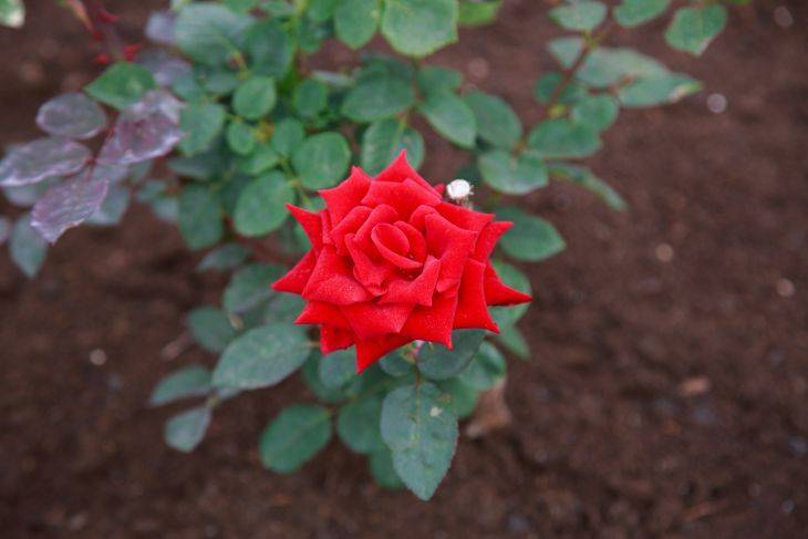 Чем опытные цветоводы крепят розы и спанбонд: дельные советы