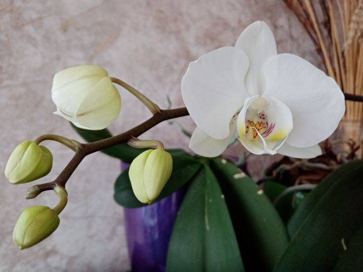 Не чайная заварка и не кофе: вот что поможет орхидее цвести круглый год