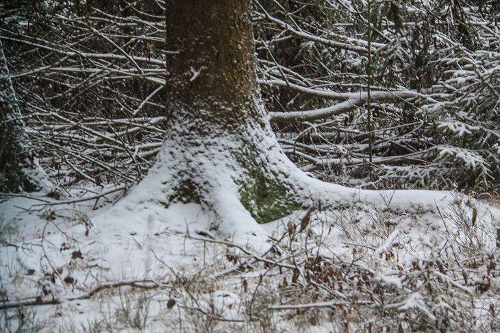 Морозобой атакует: как спасти дерево, если треснула кора