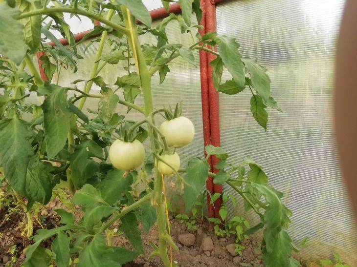 Как бороться с фитофторой на томатах? На заметку огородникам
