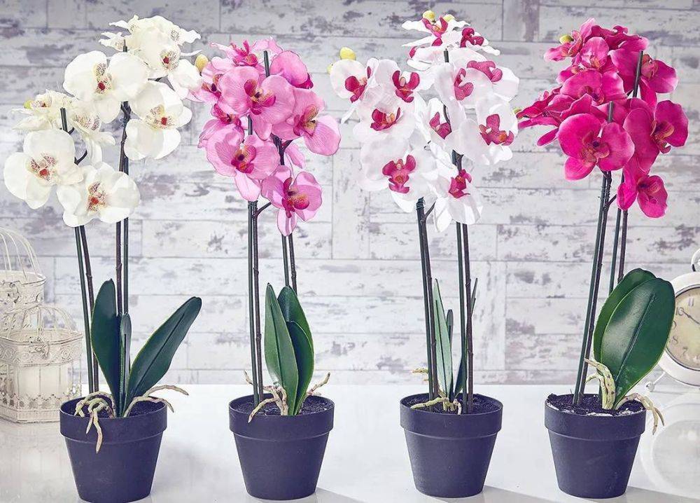 Дикая и домашняя комнатная орхидея: Как правильно пересадить орхидею?