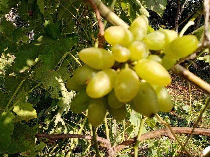 Белые пятна на листьях винограда: что делать, чтобы уберечь его от болезней