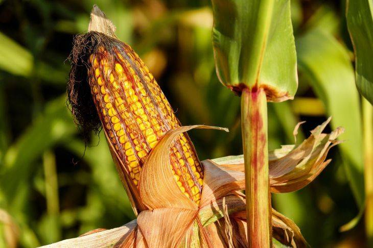 Все, что нужно знать о посеве кукурузы: для дачников, заинтересованных в богатом урожае