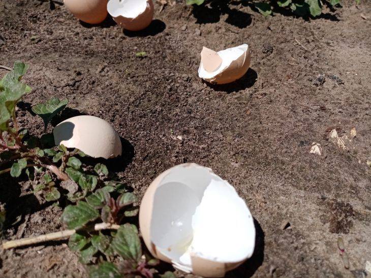 Как приготовить яичную подкормку для рассады: после нее никакие другие удобрения не понадобятся