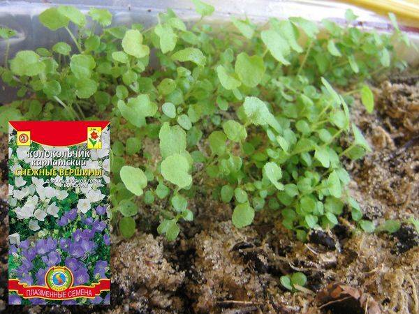 Выращивание рассады колокольчика карпатского из семян: сроки посева и правила ухода в домашних условиях
