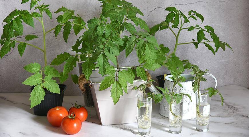 Сроки посева семян томатов на рассаду по народному и Лунному календарям 2023