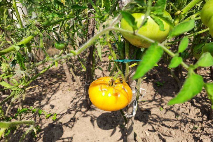 3 причины, почему трескаются помидоры: какие ошибки дачники повторяют из года в год