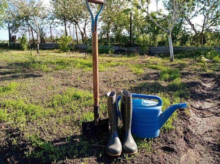 Как правильно выращивать хрен на участке, чтобы он не разросся по всему огороду