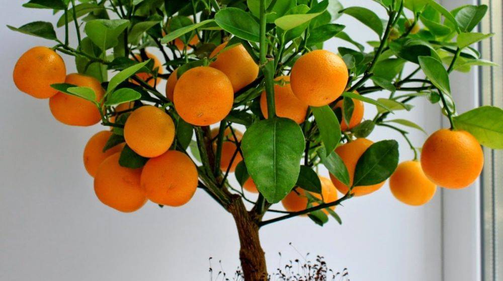Инструкция как вырастить апельсин
